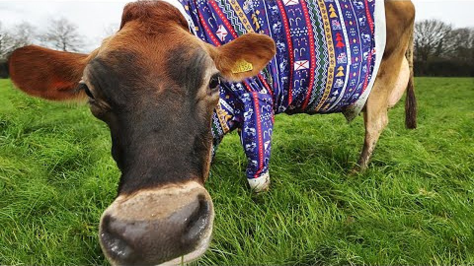 cow in a Christmas sweater