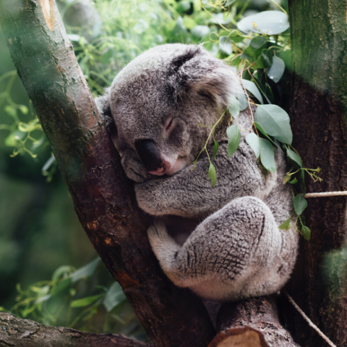 Koala resting in a tree