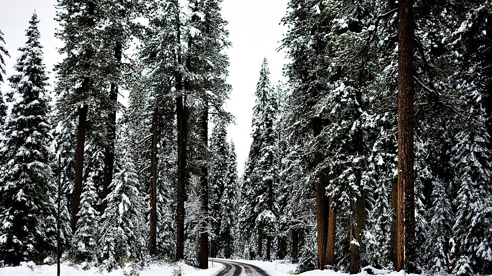 forest of trees covered in snow