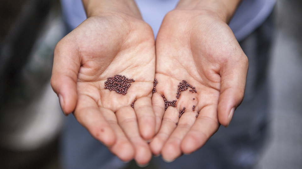 hands holding small brown seeds