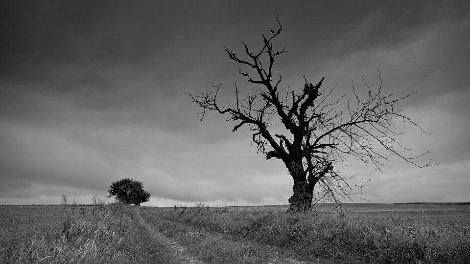 open field with a dead tree in the middle