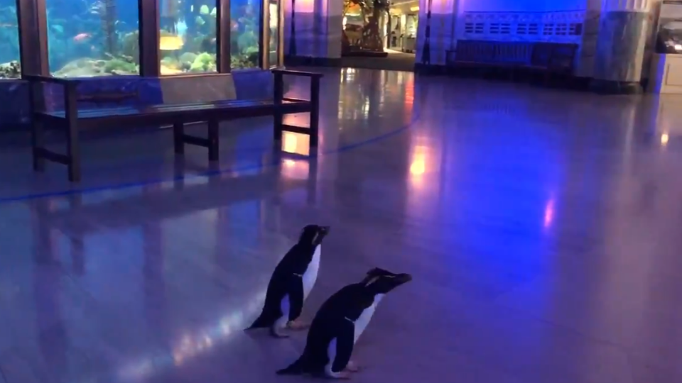 penguins walking through empty aquarium looking at fish
