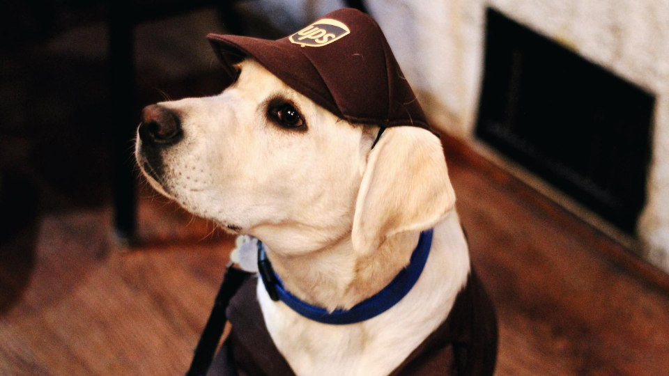 yellow lab puppy wearing a brown ups hat and looking to the left