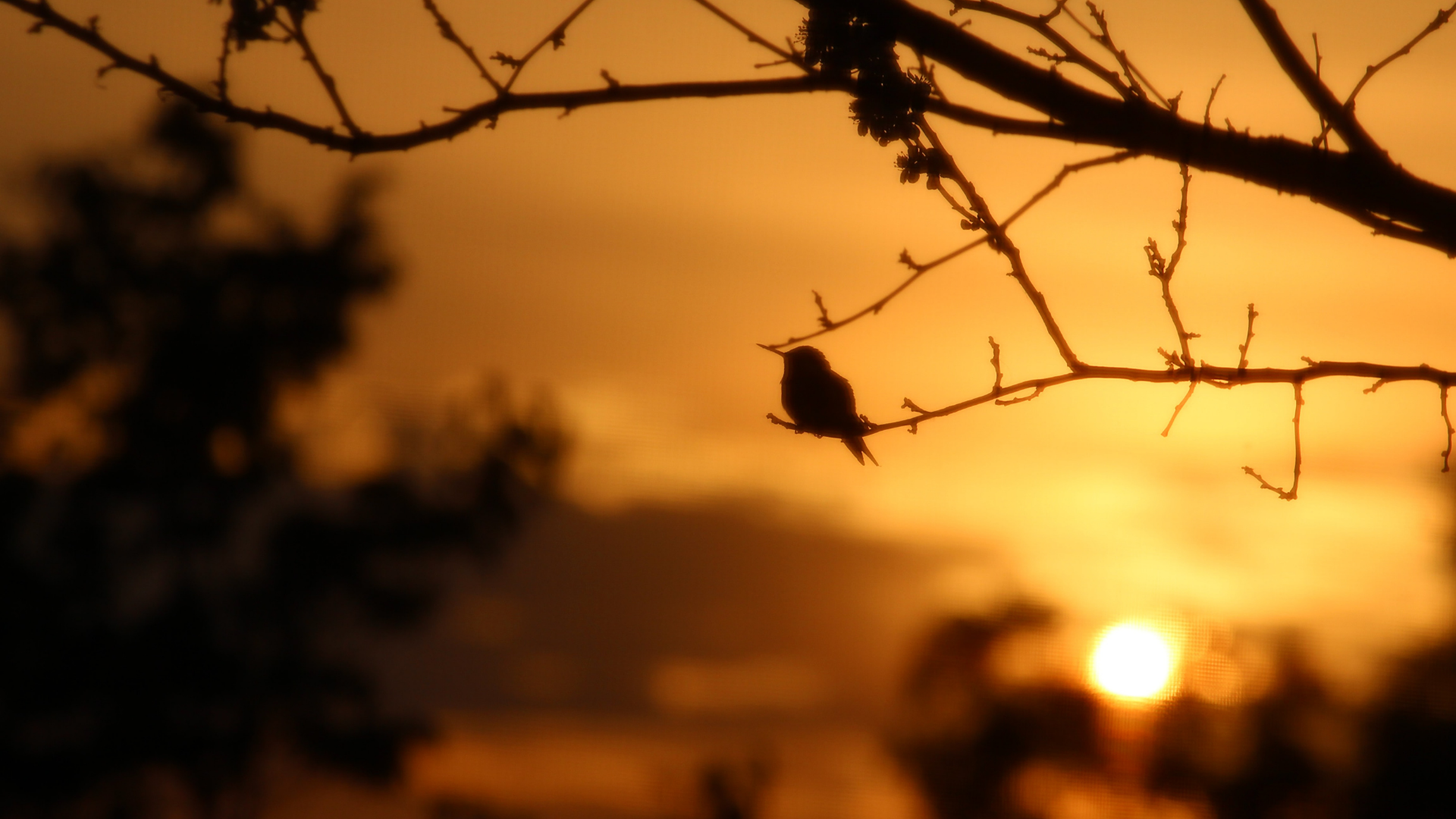 sun rising in the distance and a small bird perched on a small tree branch
