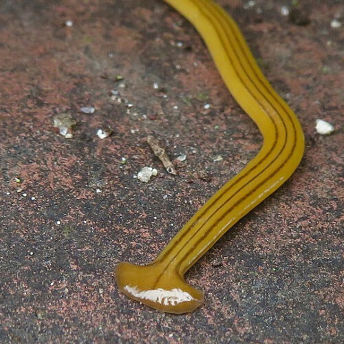 hammerhead worm on pavement