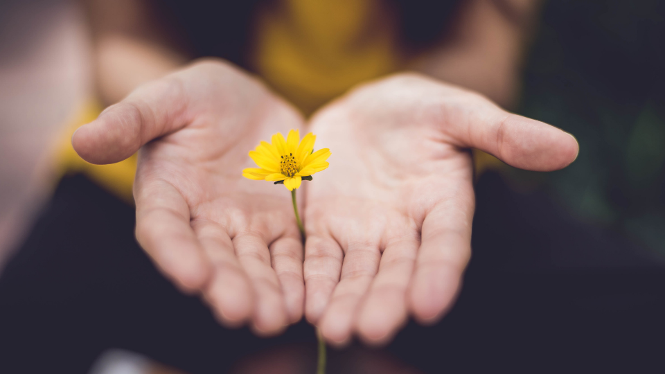 little yellow flower in a person's hand